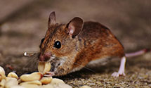 24 Hour & Emergency Exterminators in Rexburg, ID